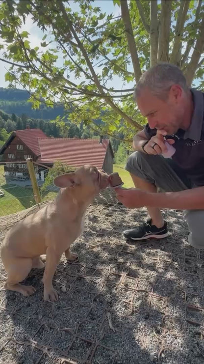 Hunde Glace
