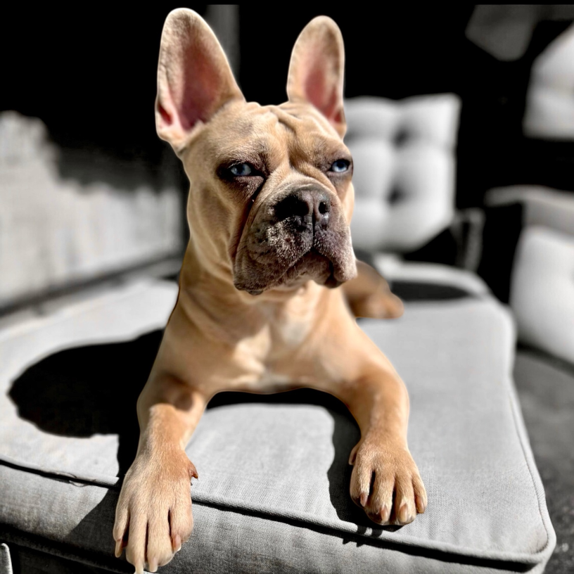 B.A.R.F. Check-up ☞ optionale Nachbetreuung